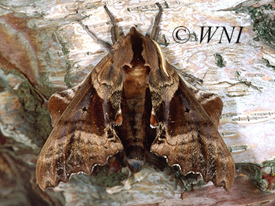 Blinded Sphinx (Paonias excaecatus)